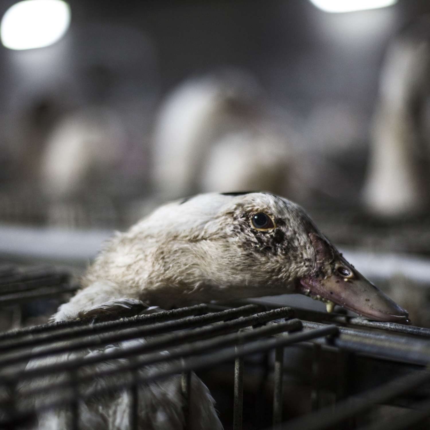 La AESA pide el fin de los sistemas de cría para producir foie gras 