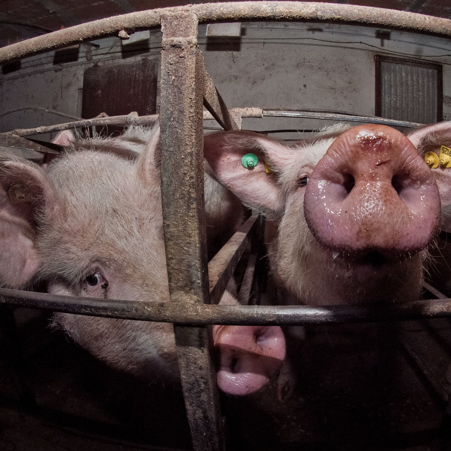 Cerdos enjaulados en granja intensiva en España