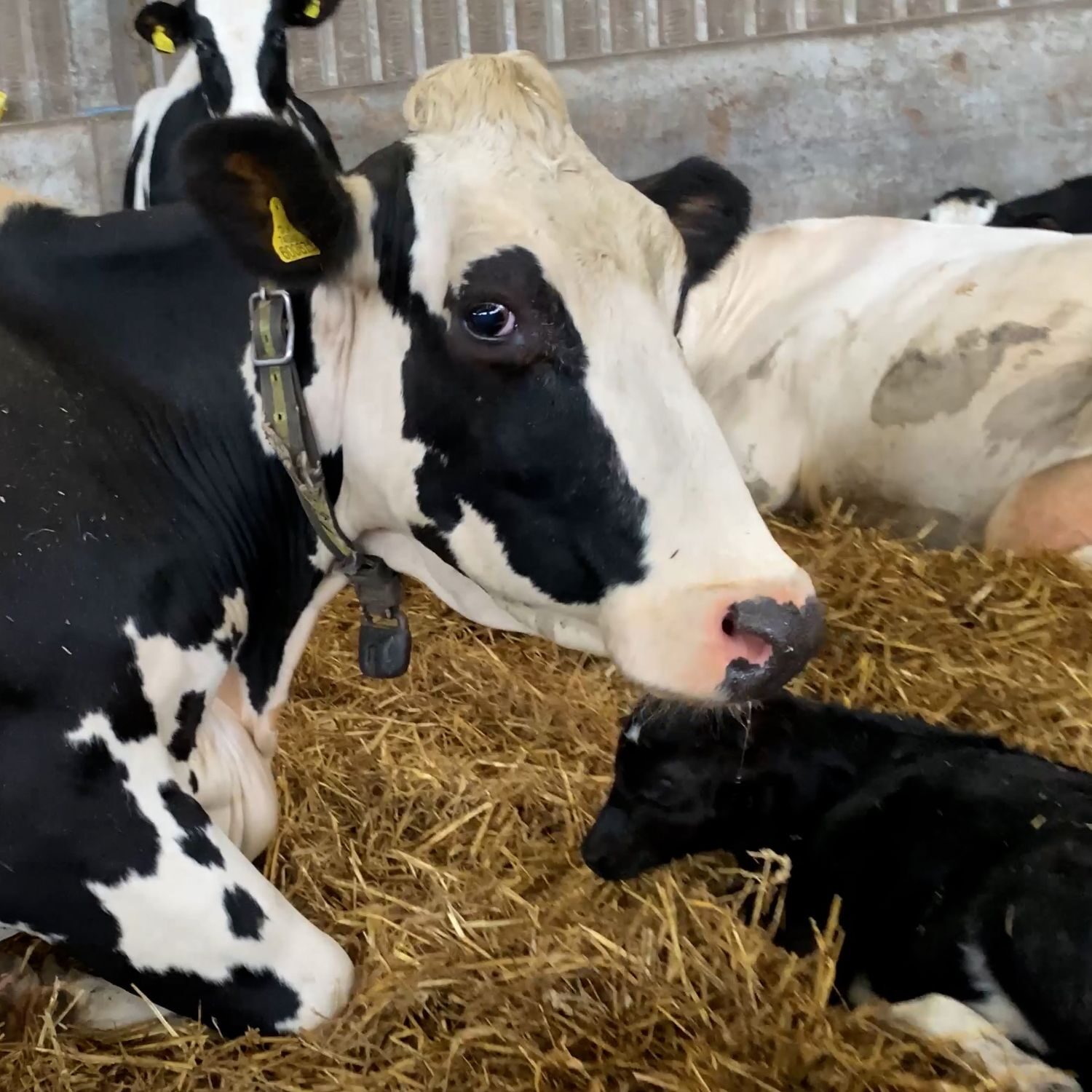 Ser madre en la industria ganadera | Igualdad Animal