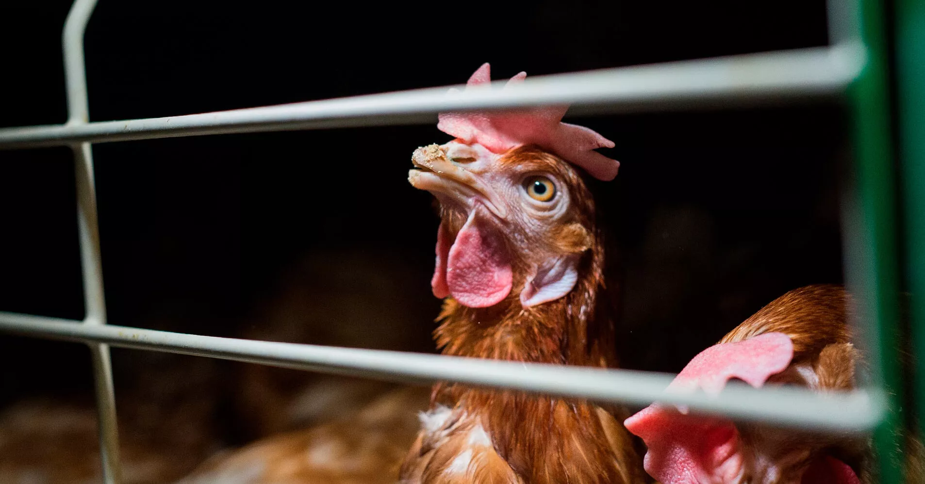 Gallina con el pico cortado encerrada en una jaula en una granja de gallinas para huevos. Ella mira por los barrotes al exterior