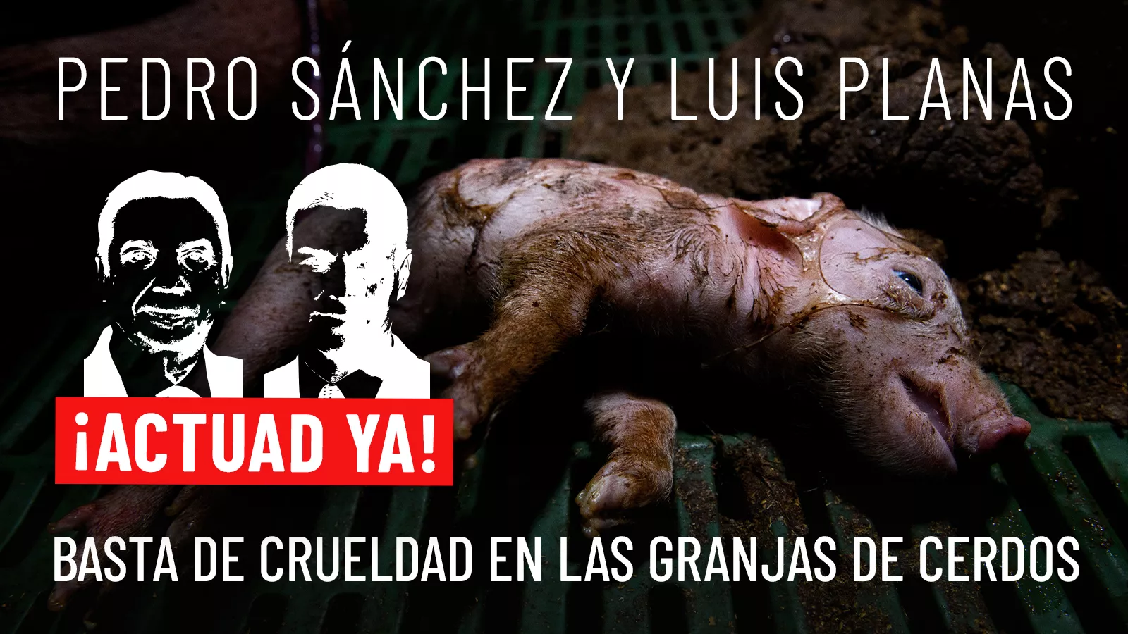 Imagen pidiendo a Luis Panas y Pedro Sánchez que actúen ya contra el maltrato en las granjas de cerdos