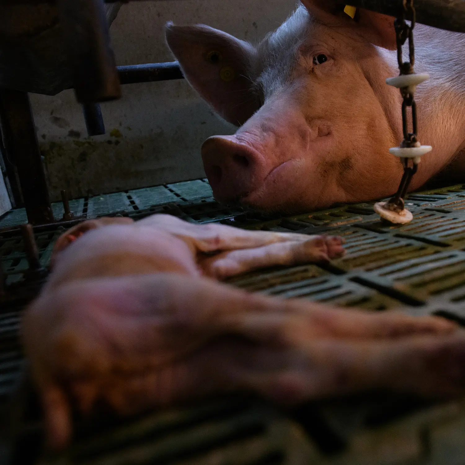 Cerda mirando a lechón en jaulas de maternidad de la industria porcina de España