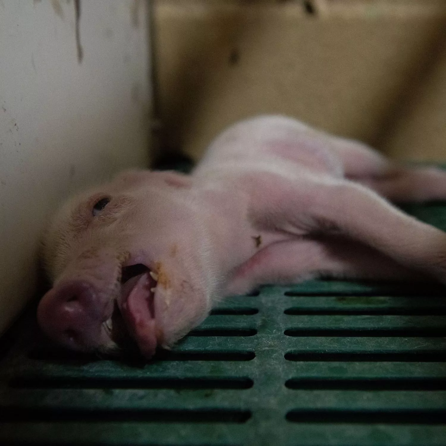 lechón agonizando en una granja intensiva de cerdos en España