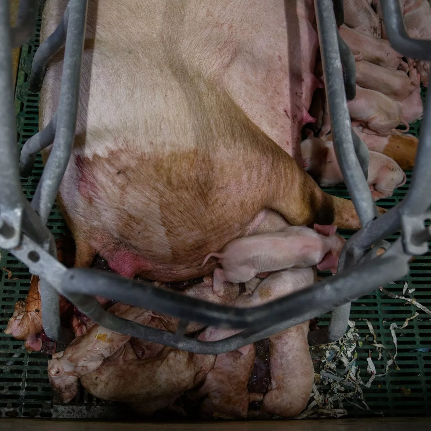 Cerda en una jaula de gestación con decenas de lechones intentando mamar, algunos aplastados y muertos.