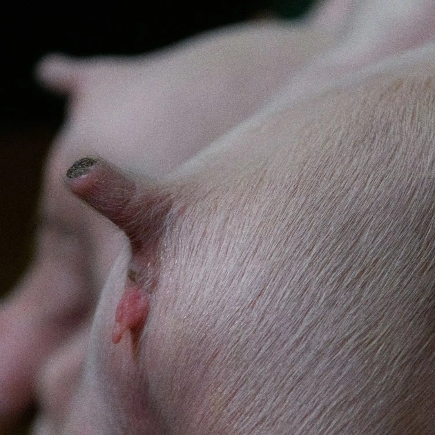 Cerdo con la cola mutilada