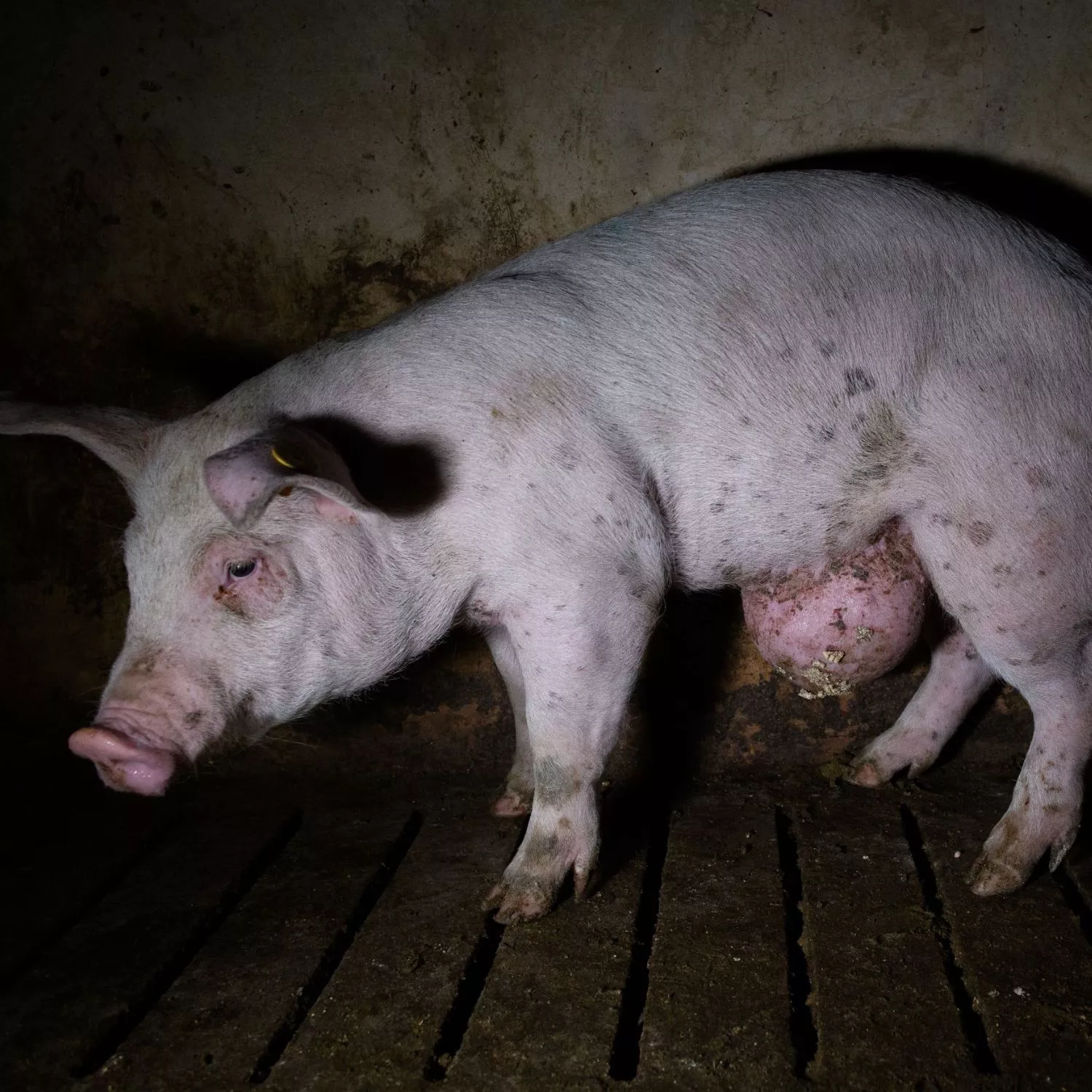 Cerdo con un tumor en un mal estado de salud.