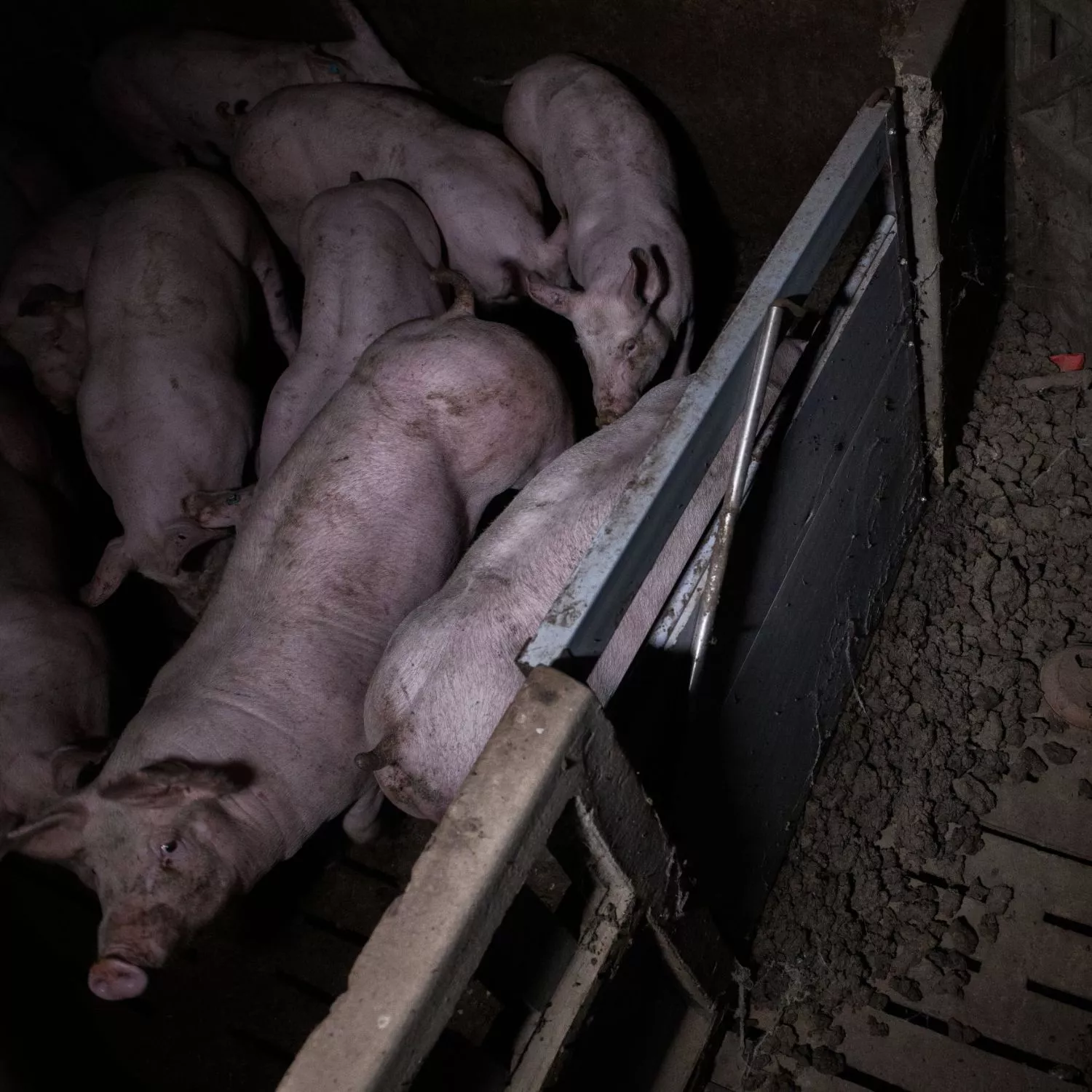 Cerdos encerrados en condiciones insalubres