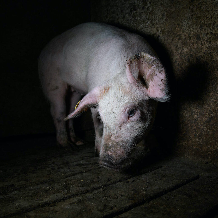 Cerdo maltratado en granja industrial