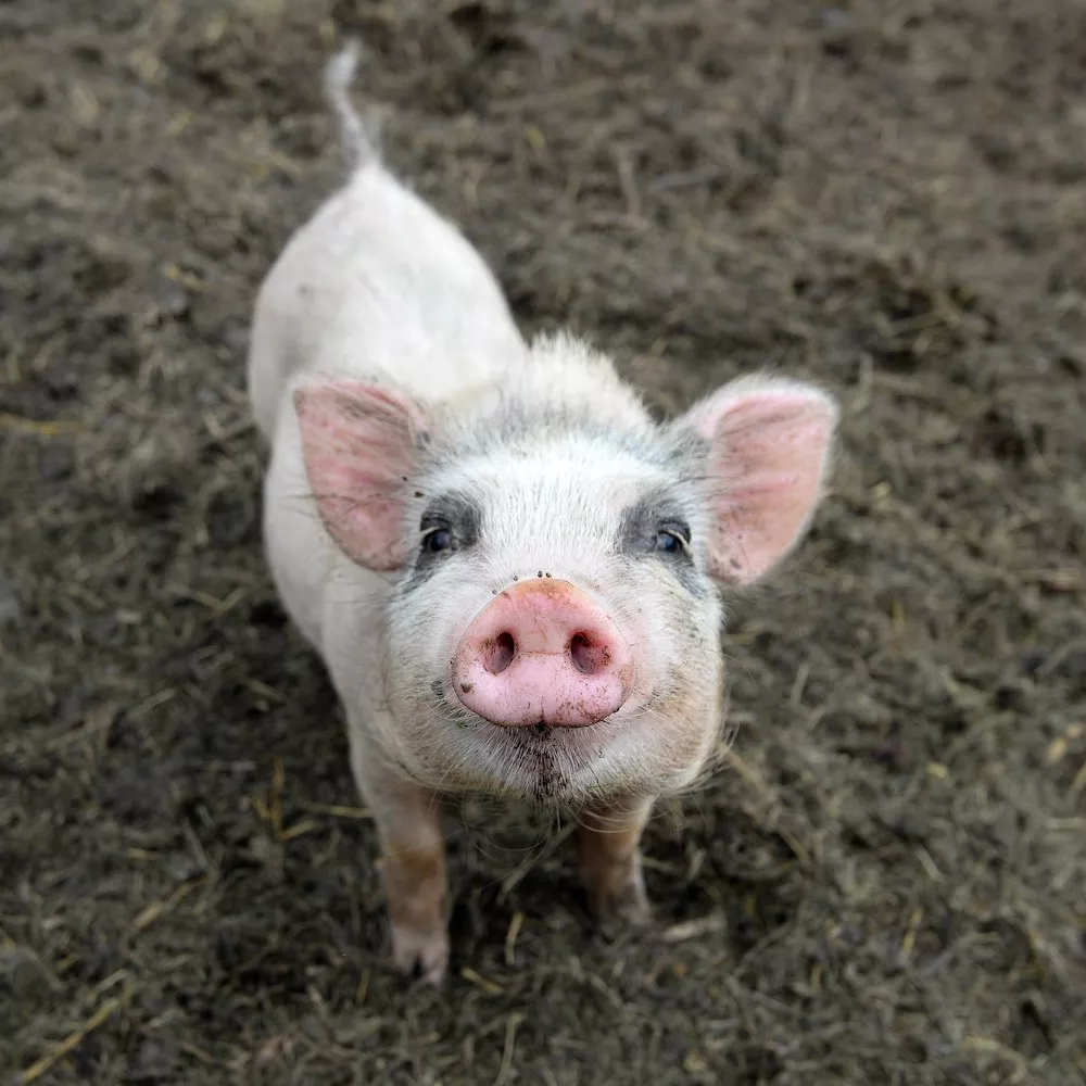 Cerdito viendo a la cámara