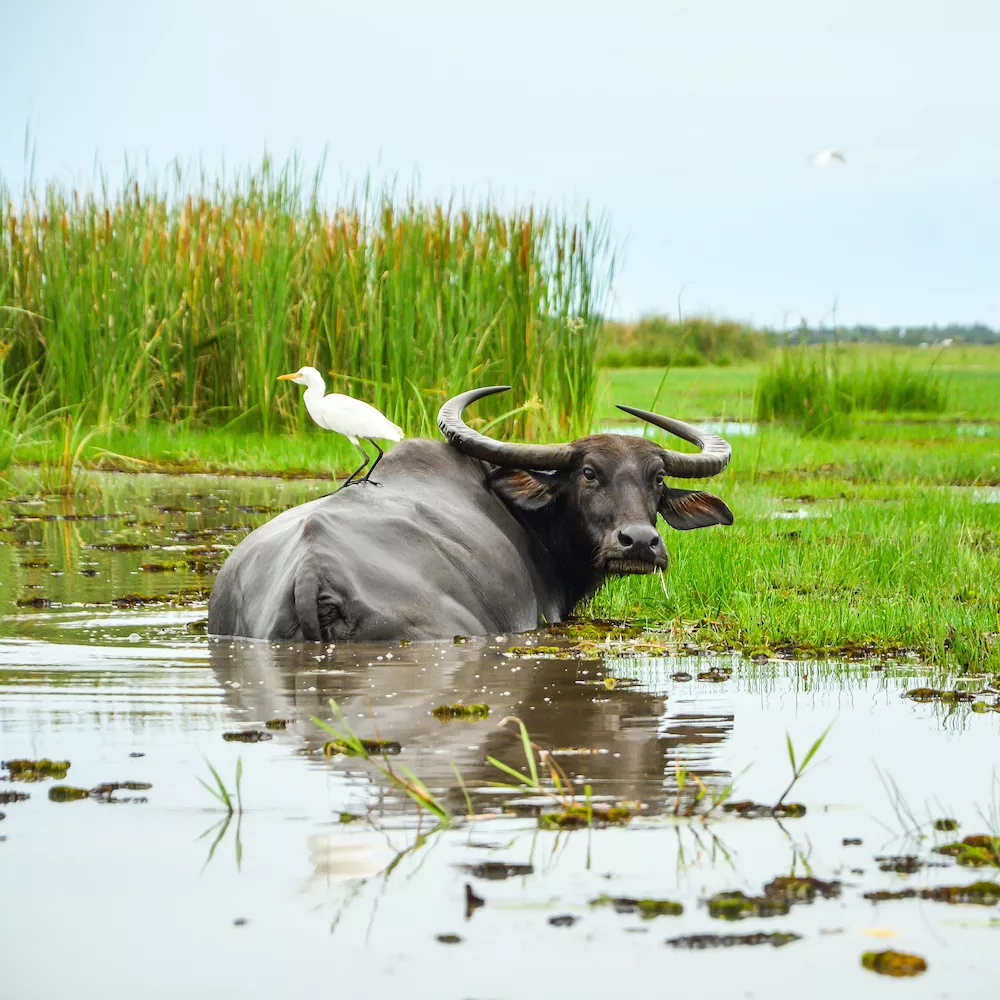 Búfalo de agua asiático disfruta en un pantano de barro con un pájaro blanco en la espalda. 