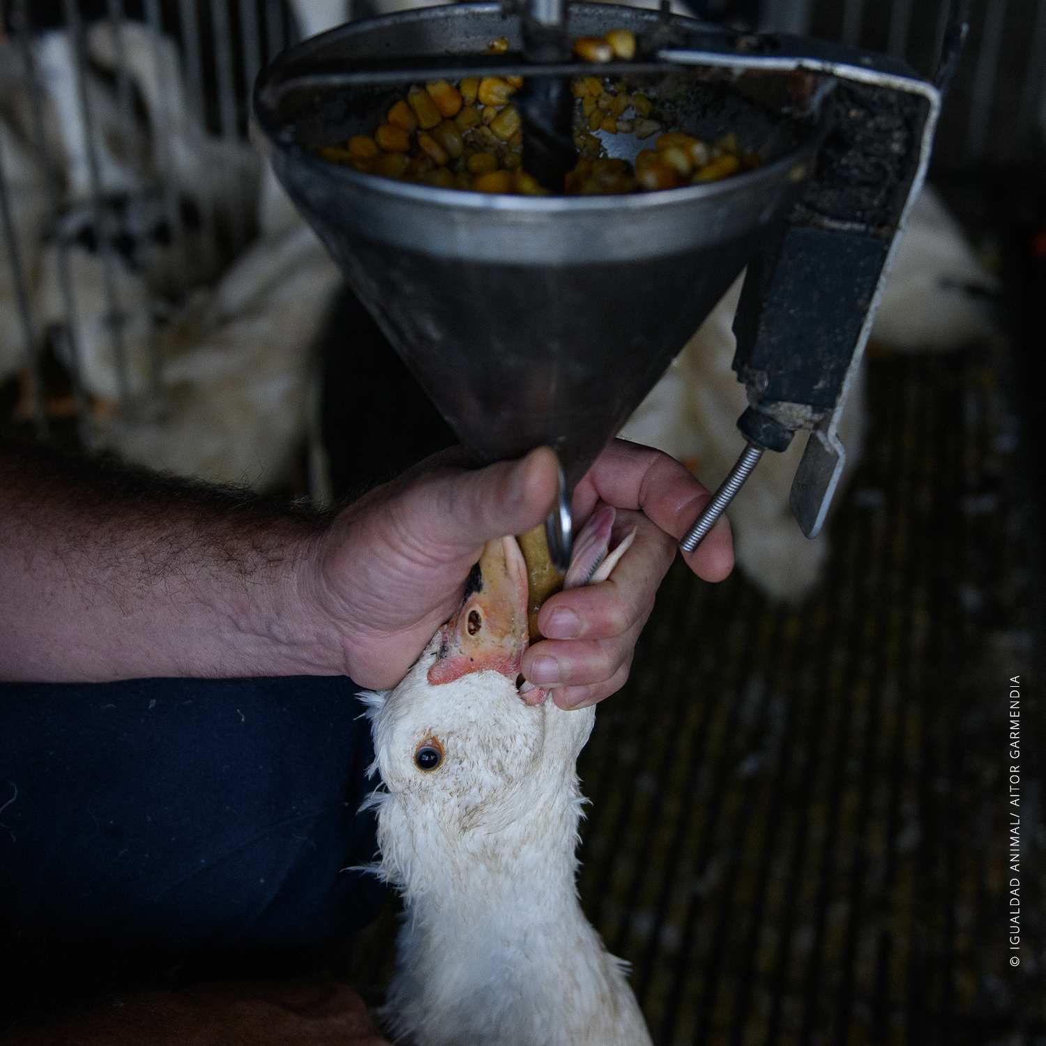 Pato siendo alimentado a la fuerza. Granja de Foie gras en Francia