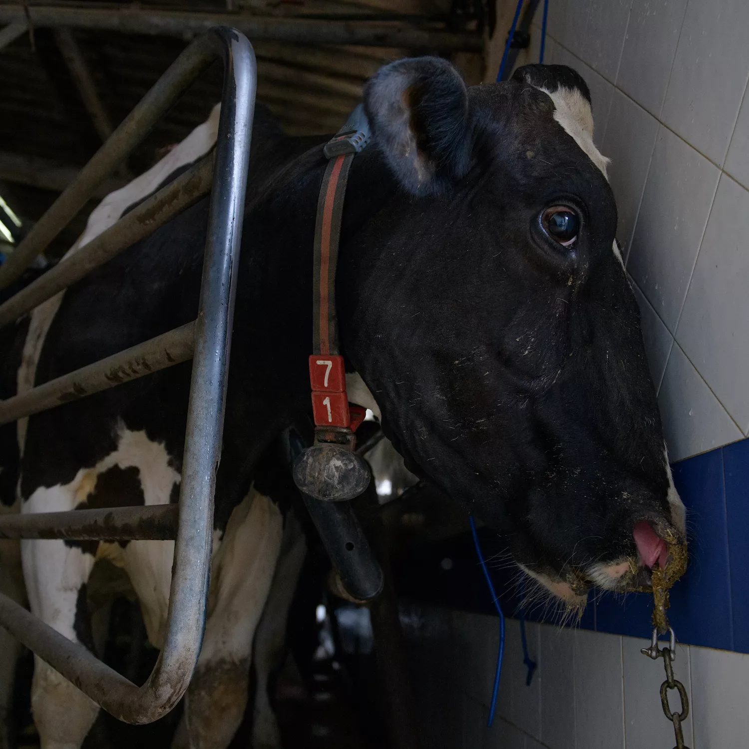 Vaca con un anillo perforado en la nariz con una cadena colgando usada para movilizada, forzarla a moverse por el dolor.