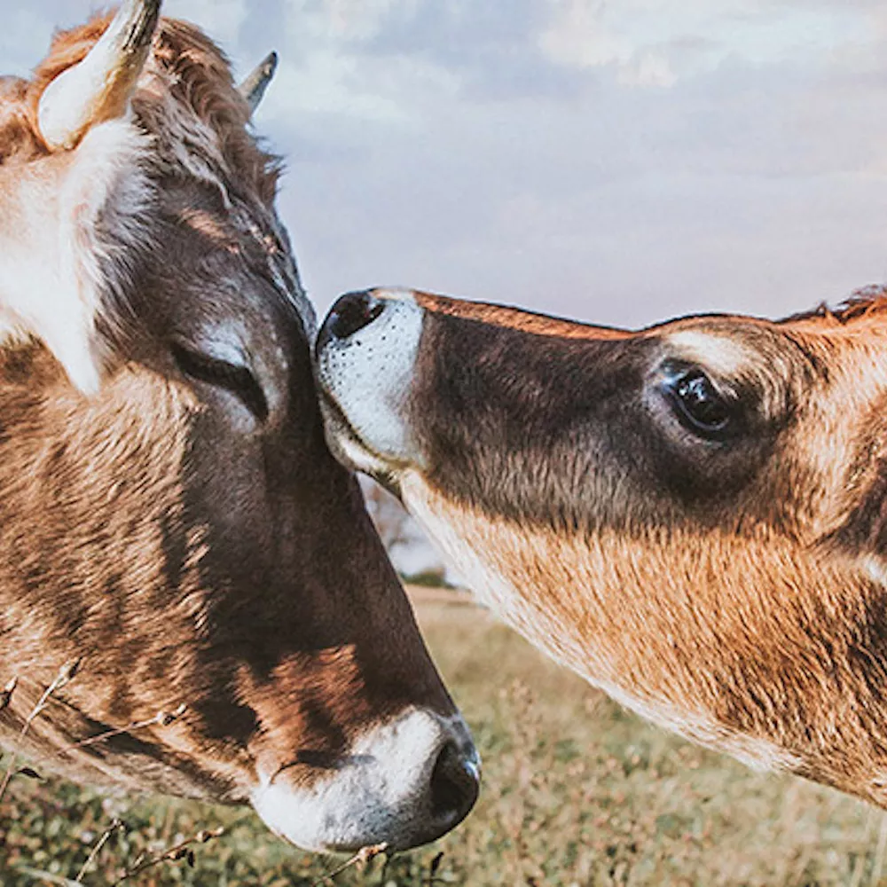 Dos vacas mostrando su cariño una hacia la otra