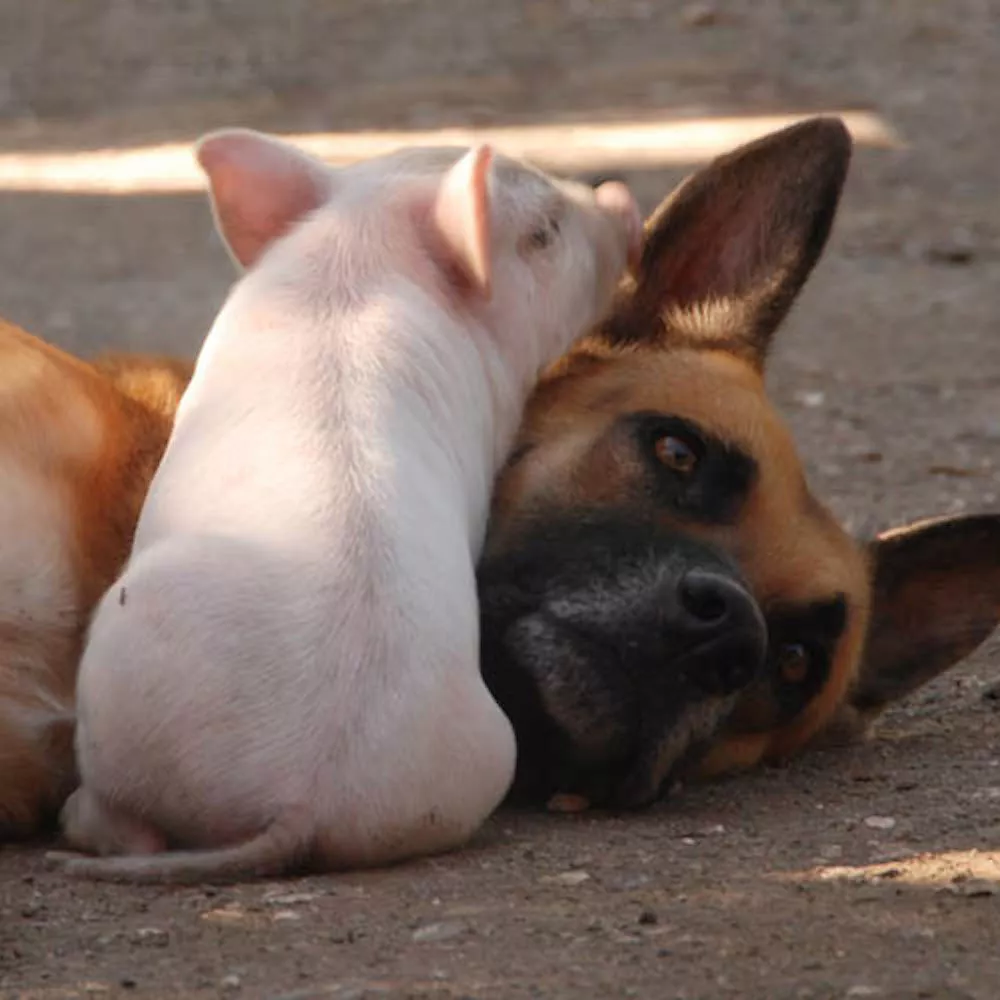 cerdo y perro recostados juntos