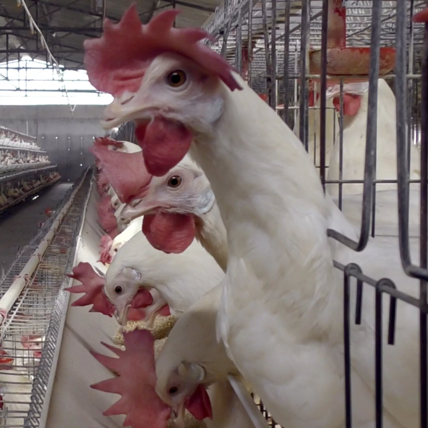Gallinas encerradas en jaulas hacinadas en India