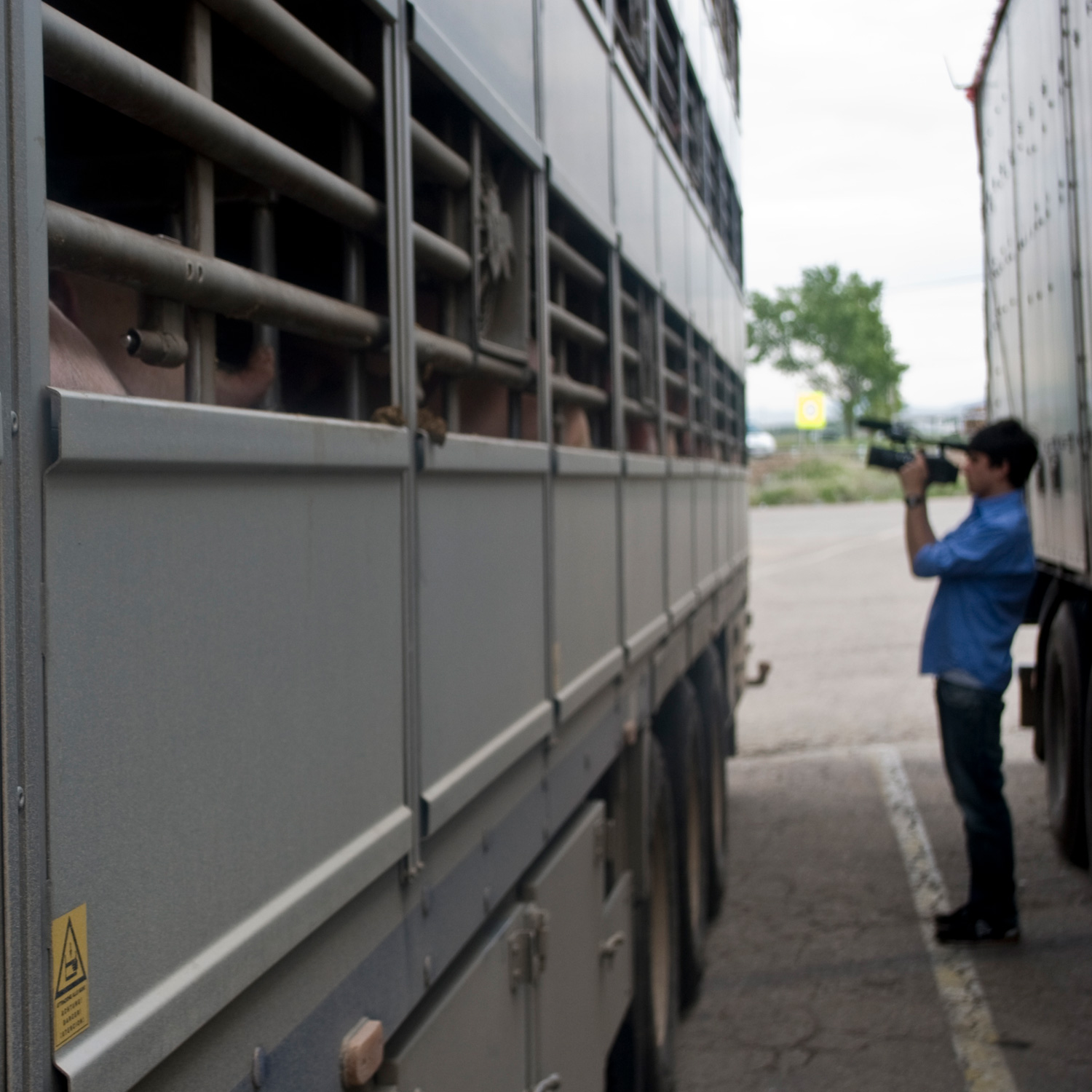 Investigador Igualdad Animal camión cerdos