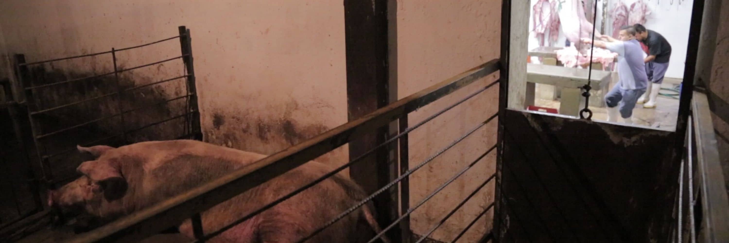 Un cerdo es mantenido dentro de un corral antes de ser matado, mientras los operarios sacrifican a otro cerdo en la sala contigua.