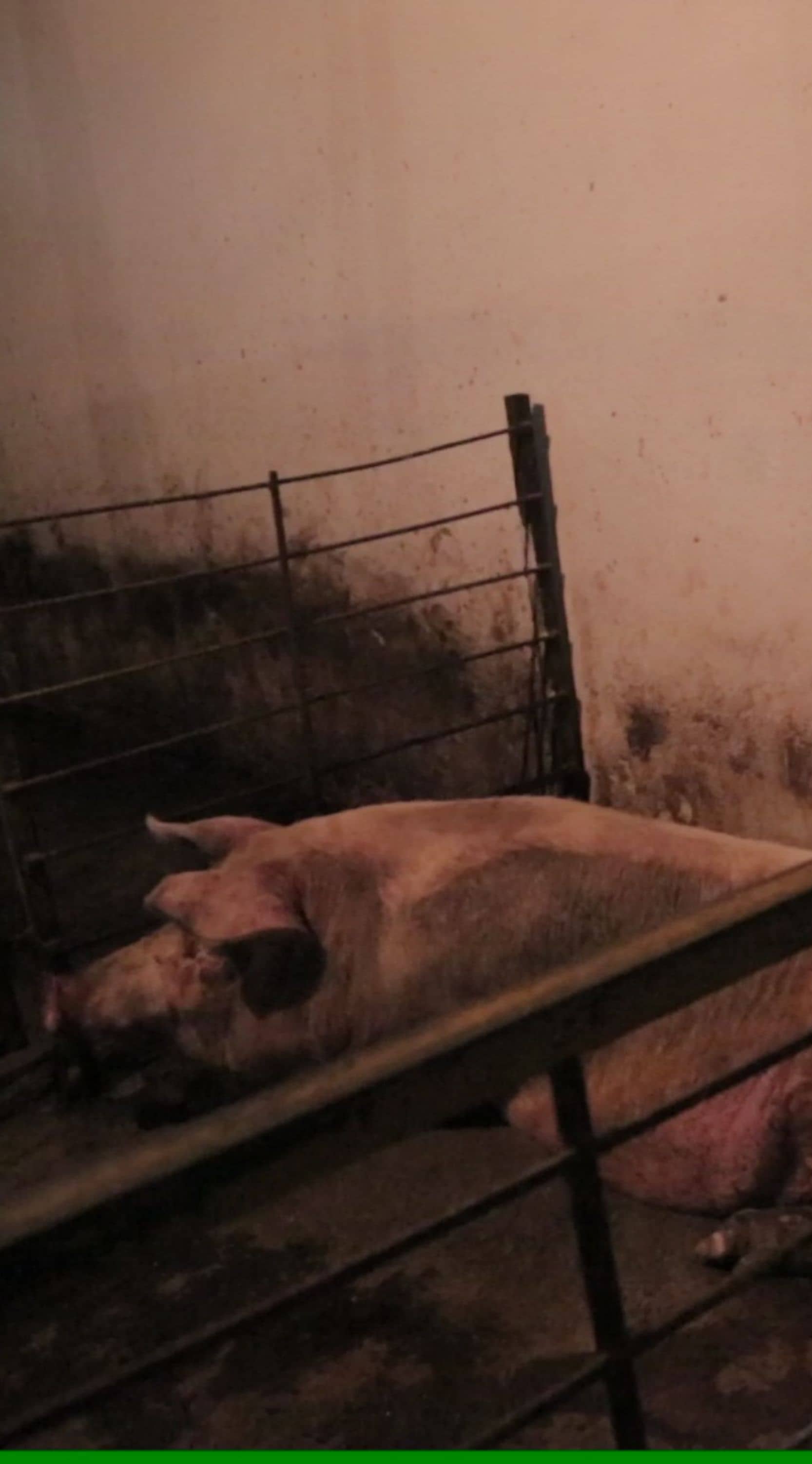 Un cerdo es mantenido dentro de un corral antes de ser matado, mientras los operarios sacrifican a otro cerdo en la sala contigua.