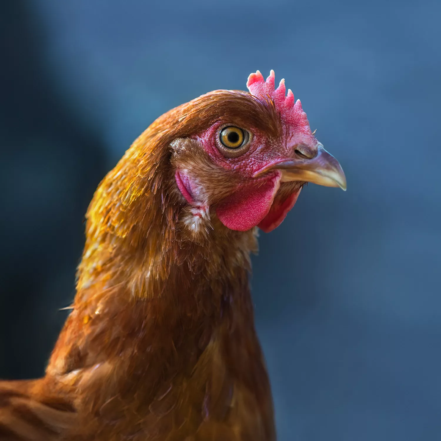 Imagen gallina compromiso Hiper Dino contra las jaulas