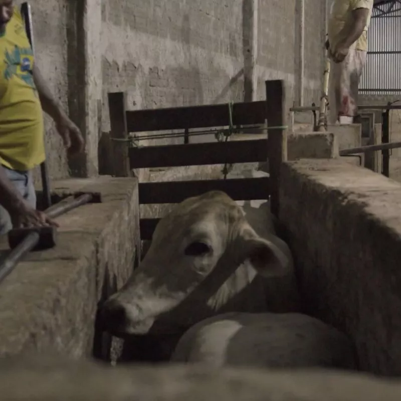 Vaca en un corral que va a ser sacrificada en un matadero clandestino de Brasil.