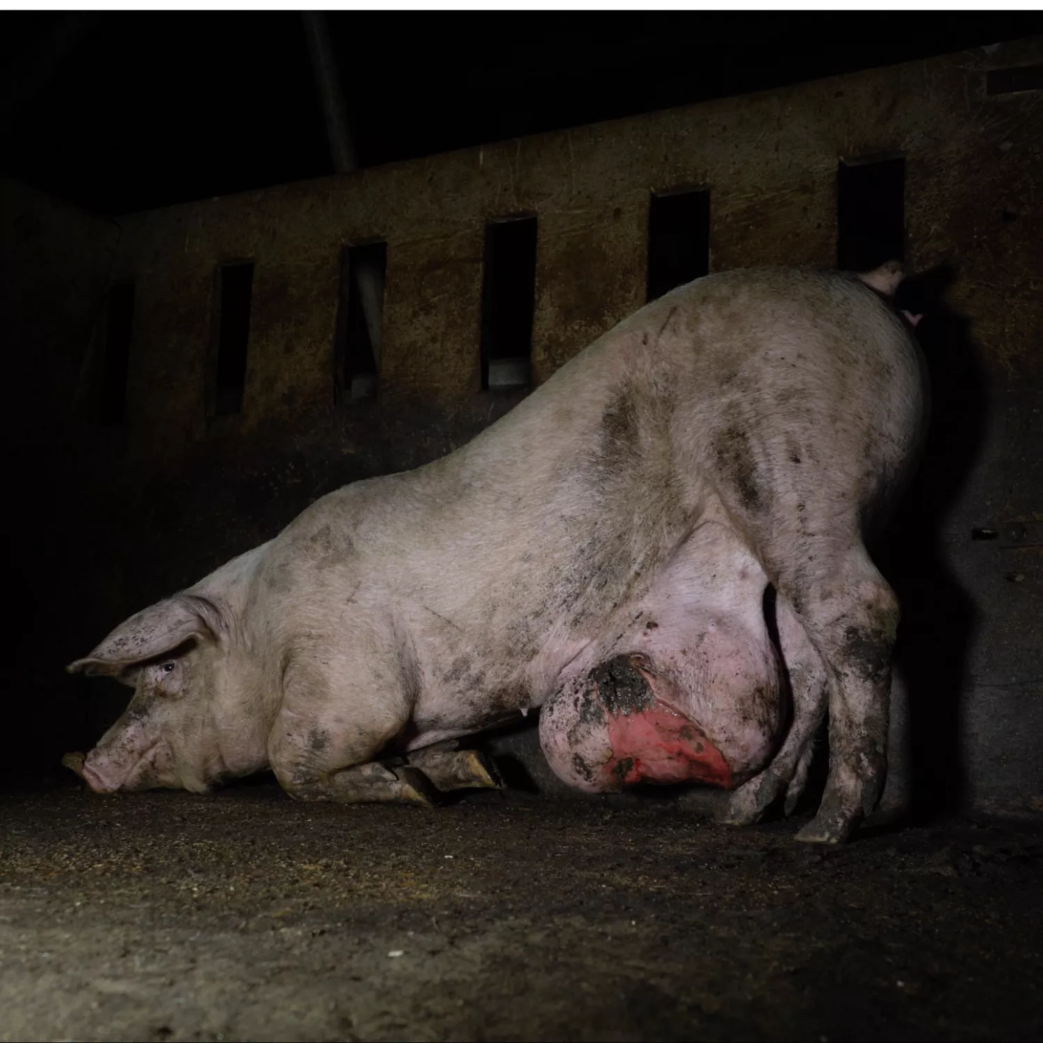Cerdo en granja industrial con gran hernia con sangre. 