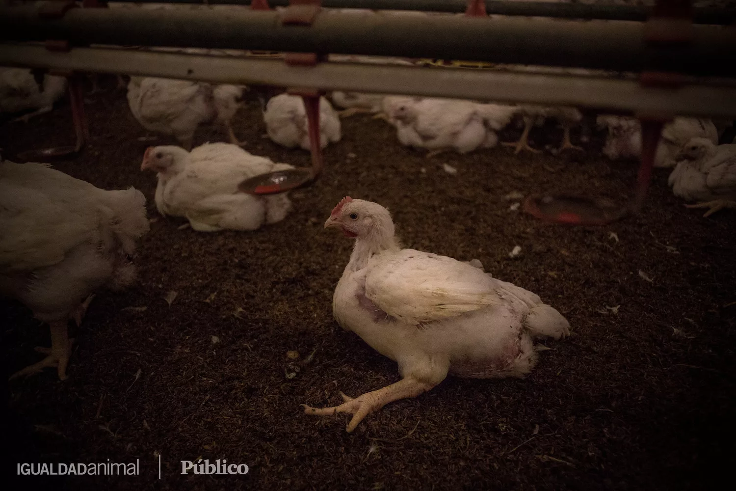 Pollos en un granja de cría en España.