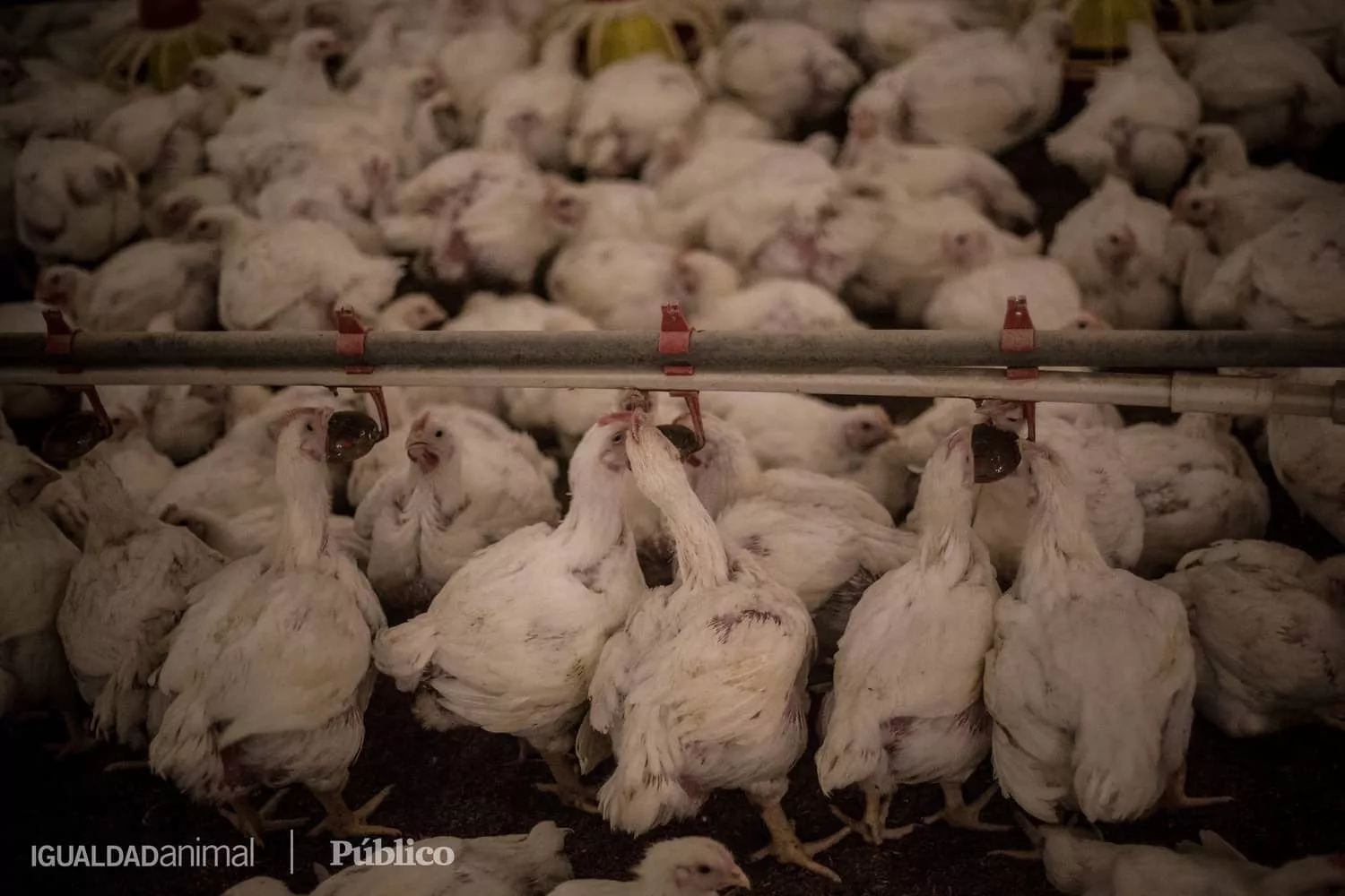 Pollos en granja intensiva de España. Imagen de investigación de Igualdad Animal.