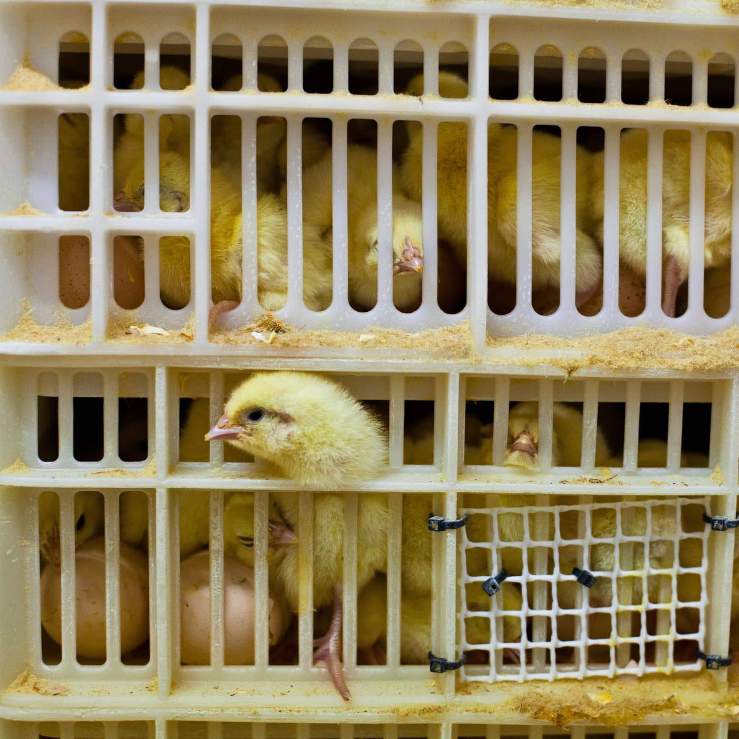 Un pollito asoma la cabeza por la abertura de un contenedor de plástico dentro del cual hay otros pollitos vivos.