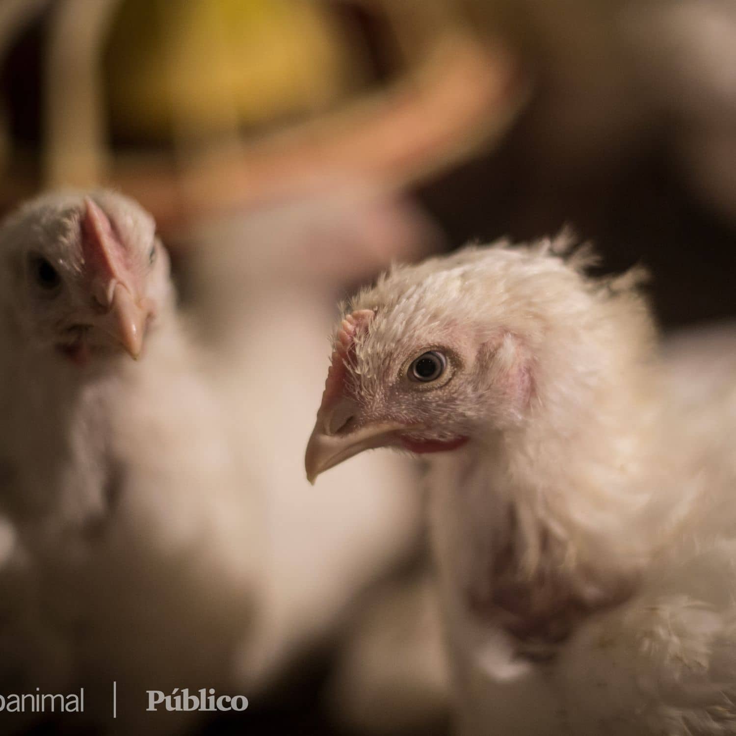Pollo en granja industrial de España. Imagen de investigación de Igualdad Animal.