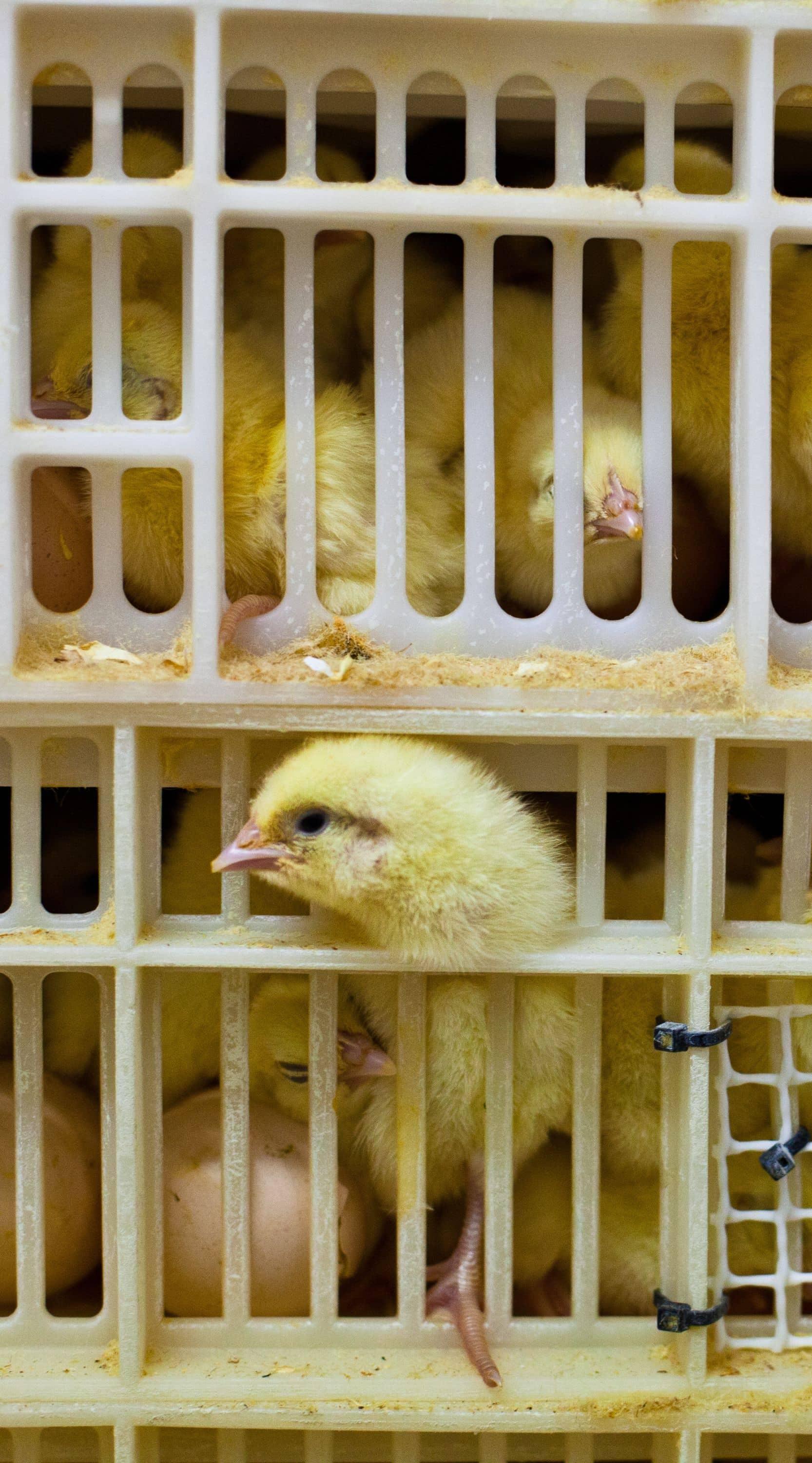 Un pollito asoma la cabeza por la abertura de un contenedor de plástico dentro del cual hay otros pollitos vivos.