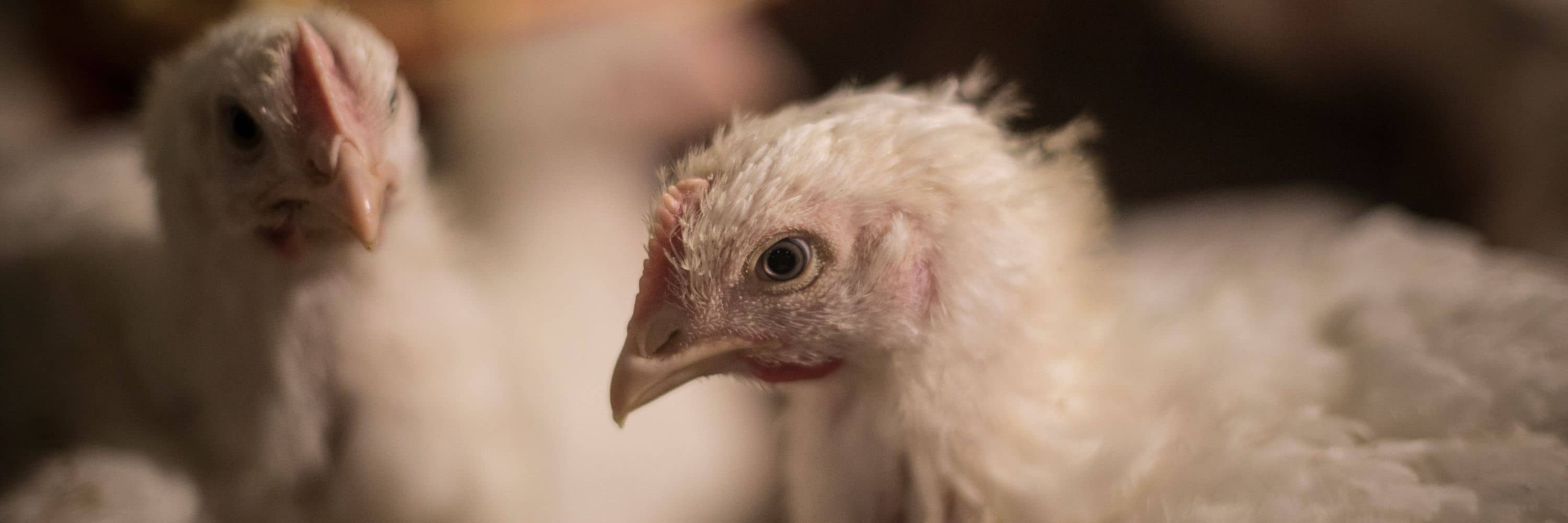 Pollo en granja industrial de España. Imagen de investigación de Igualdad Animal.