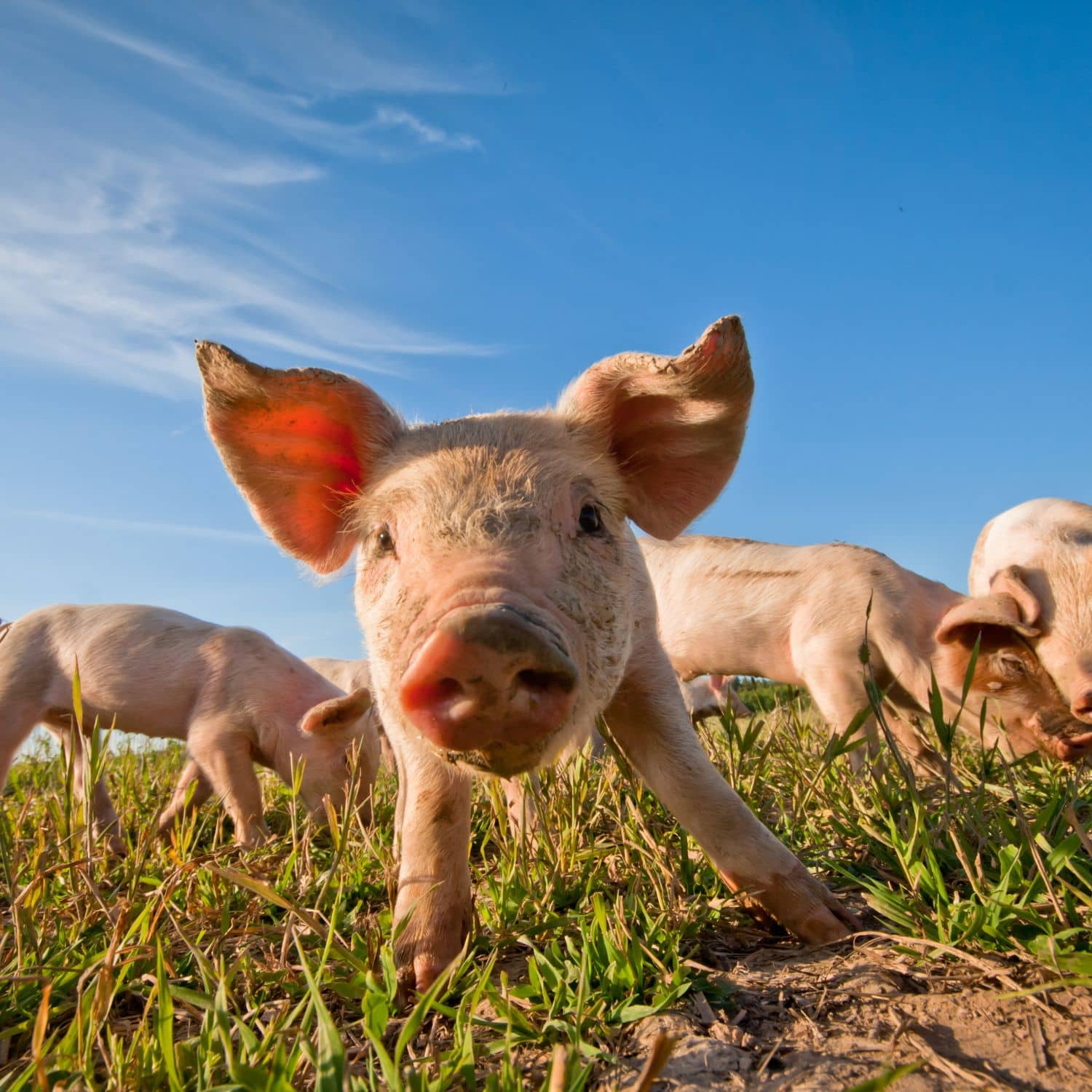 Cerdo pastando junto a otros cerdos en campo abierto.