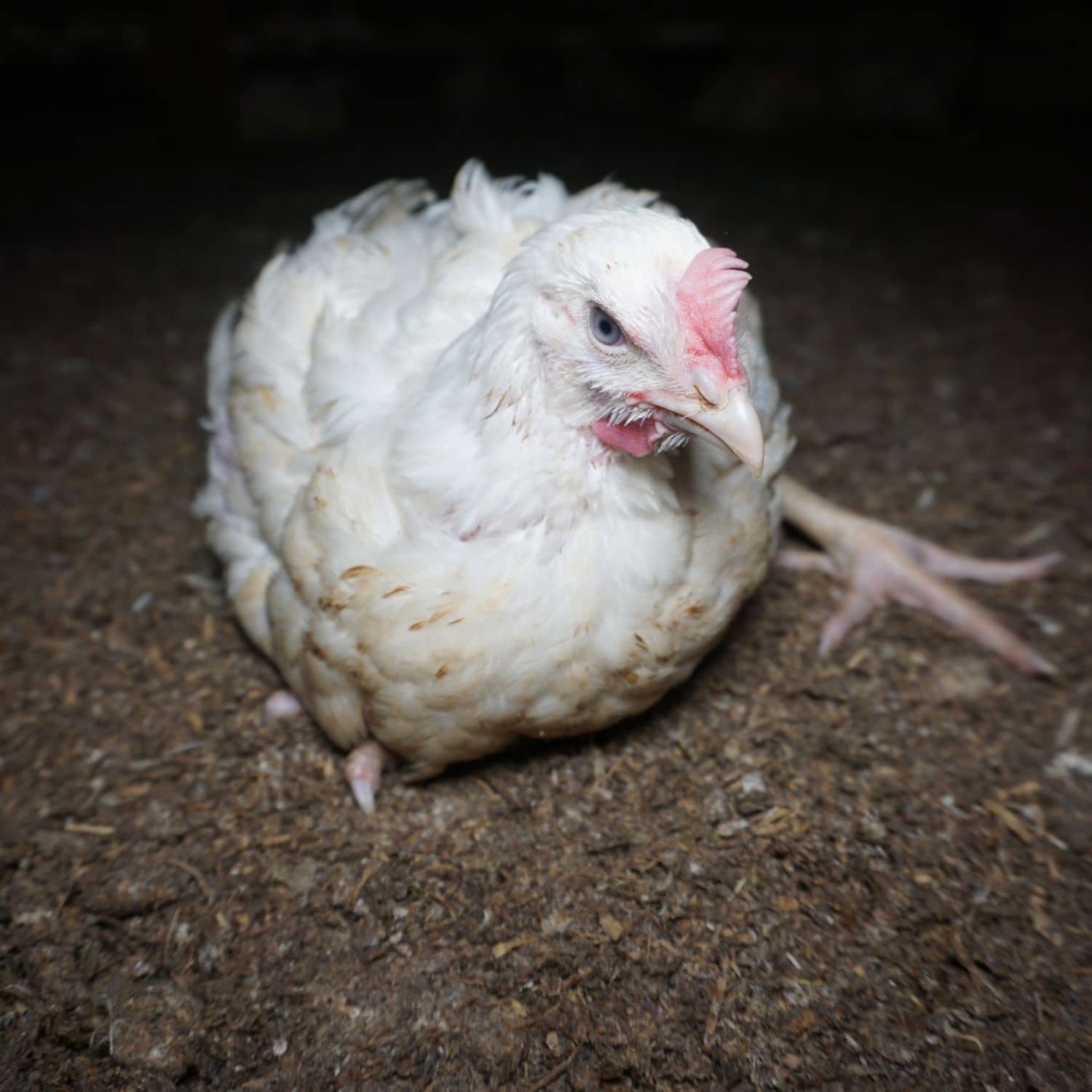 Pollo en una granja industrial. Imagen de investigación de Igualdad Animal.
