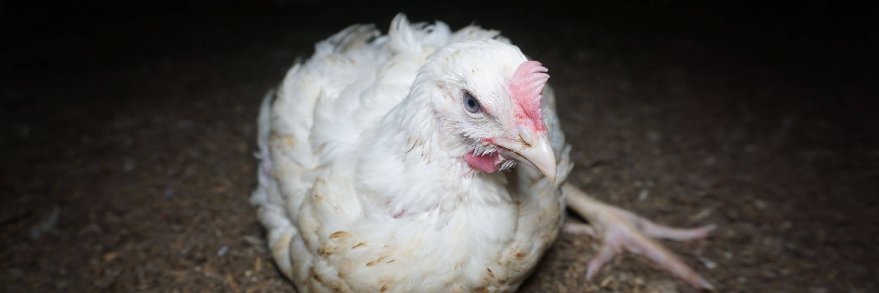 Pollo en una granja industrial. Imagen de investigación de Igualdad Animal.