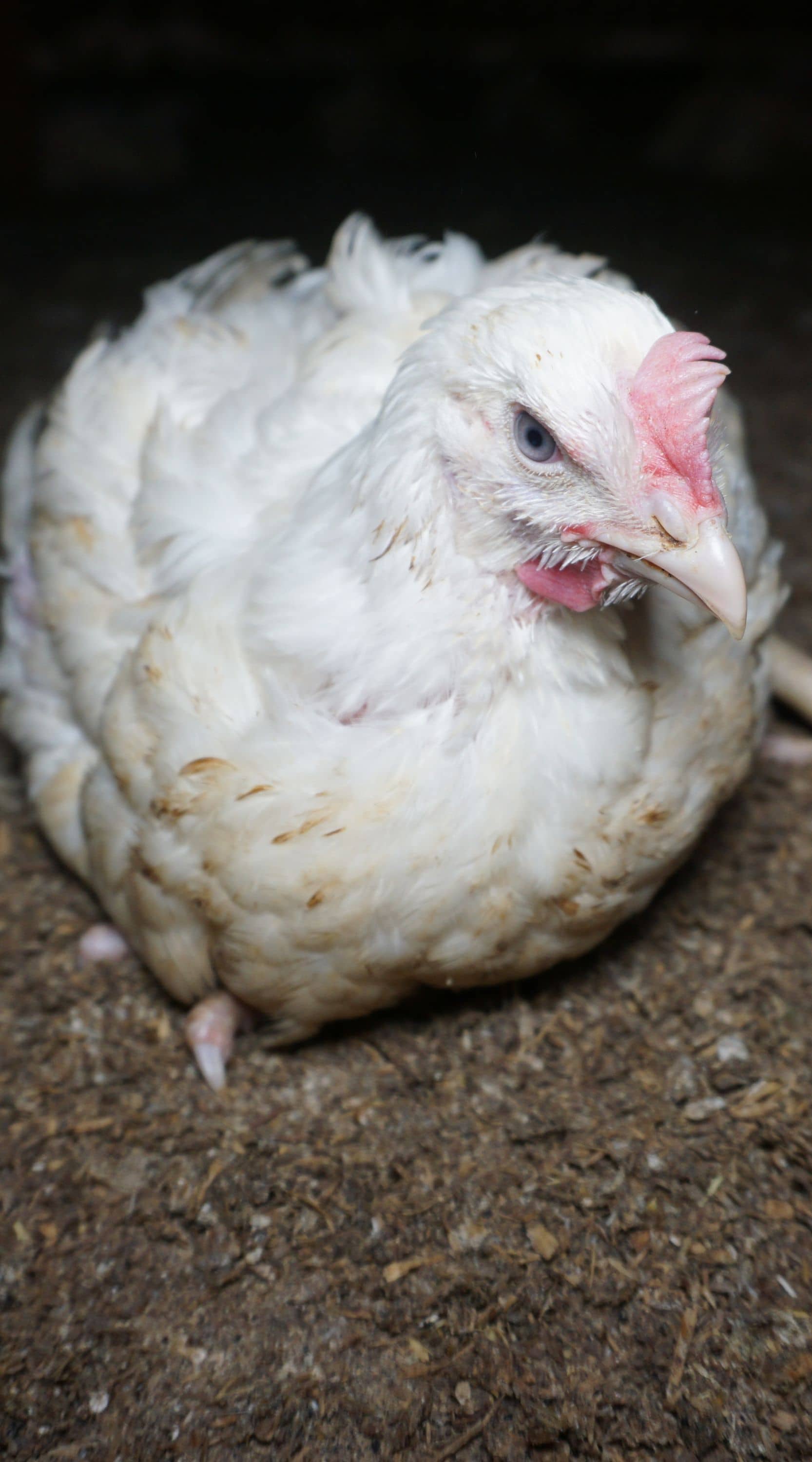 Pollo en una granja industrial. Imagen de investigación de Igualdad Animal.