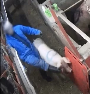 Un operario de la granja Fir Tree patea a un cerdo en la cara. 