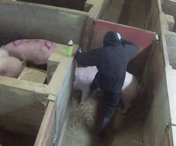 Un operario de la granja Fir Tree patea a un cerdo en el costado.