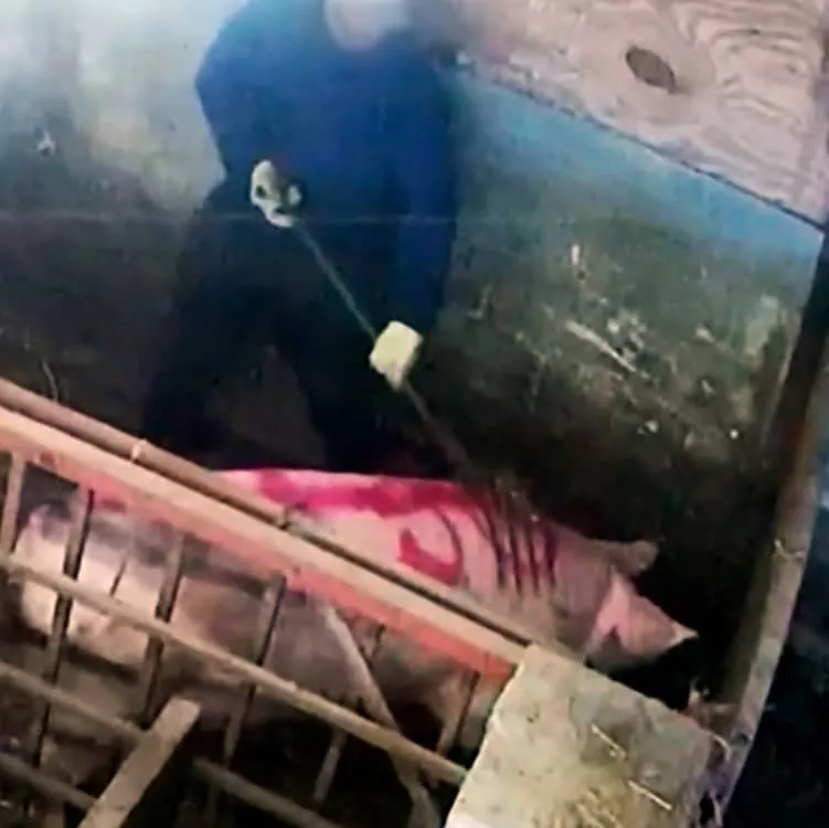 Un operario de la granja Fir Tree le clava una horca en el lomo a un cerdo. 
