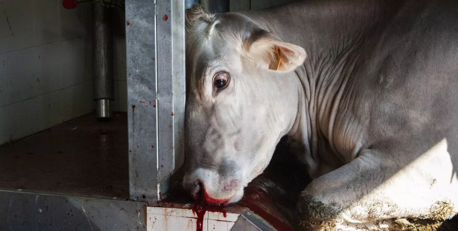 Una vaca permanece echada en el suelo de un matadero mientras le sale sangre por el hocico. 