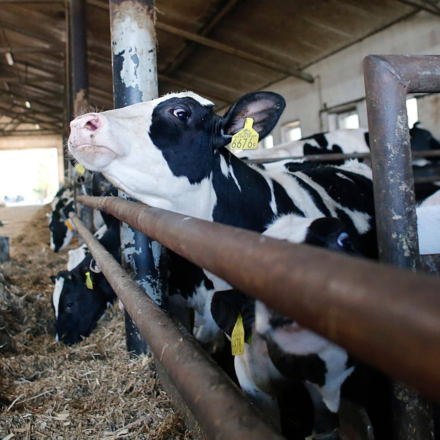 Una vaca mira a la cámara mientras apoya su cabeza sobre la barra de metal del corral del establo de una granja lechera.