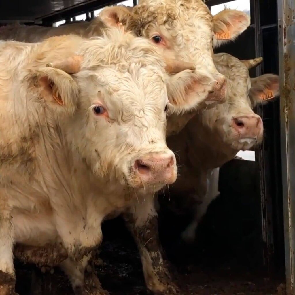 Vacas exportadas vivas desde España hacia Oriente Medio.