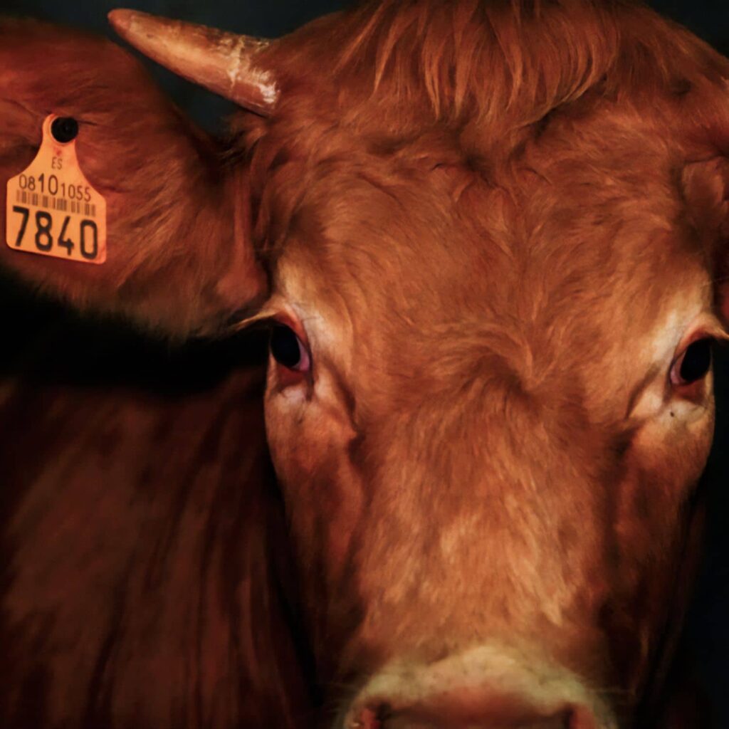 Vaca 7840, que fue exportada viva de España y degollada en un matadero halal en Líbano.