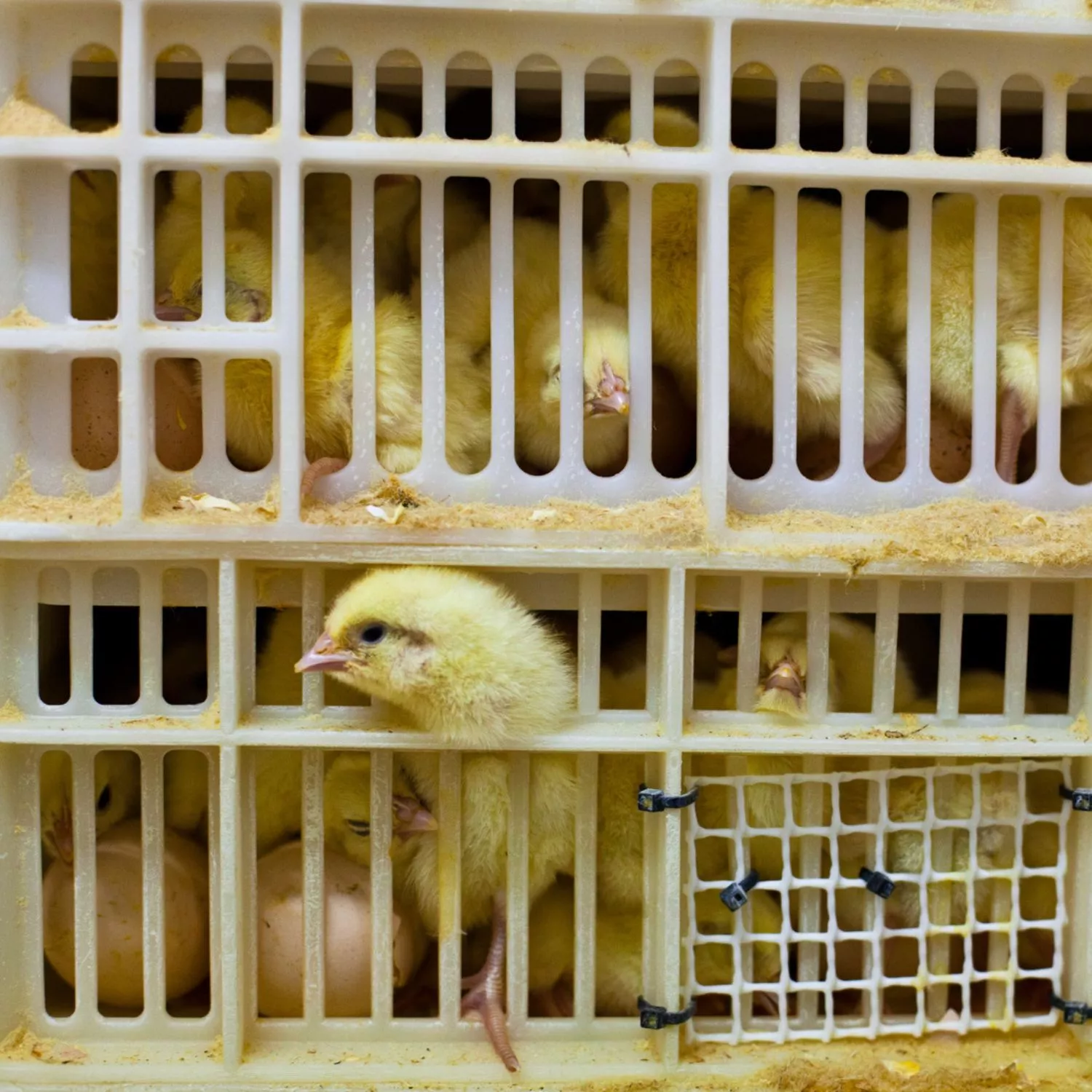 Por el fin de la matanza de pollitos 4