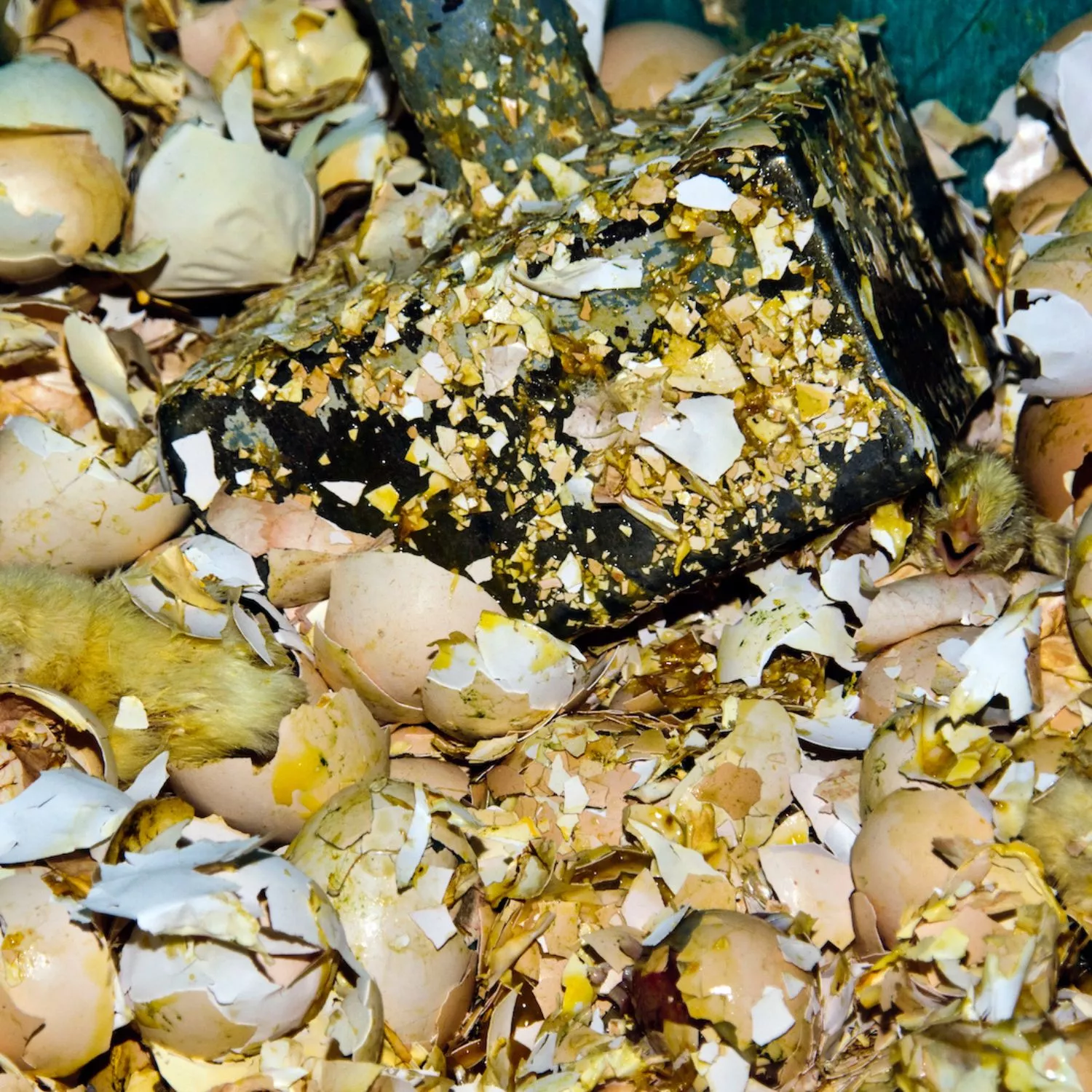 Por el fin de la matanza de pollitos 13