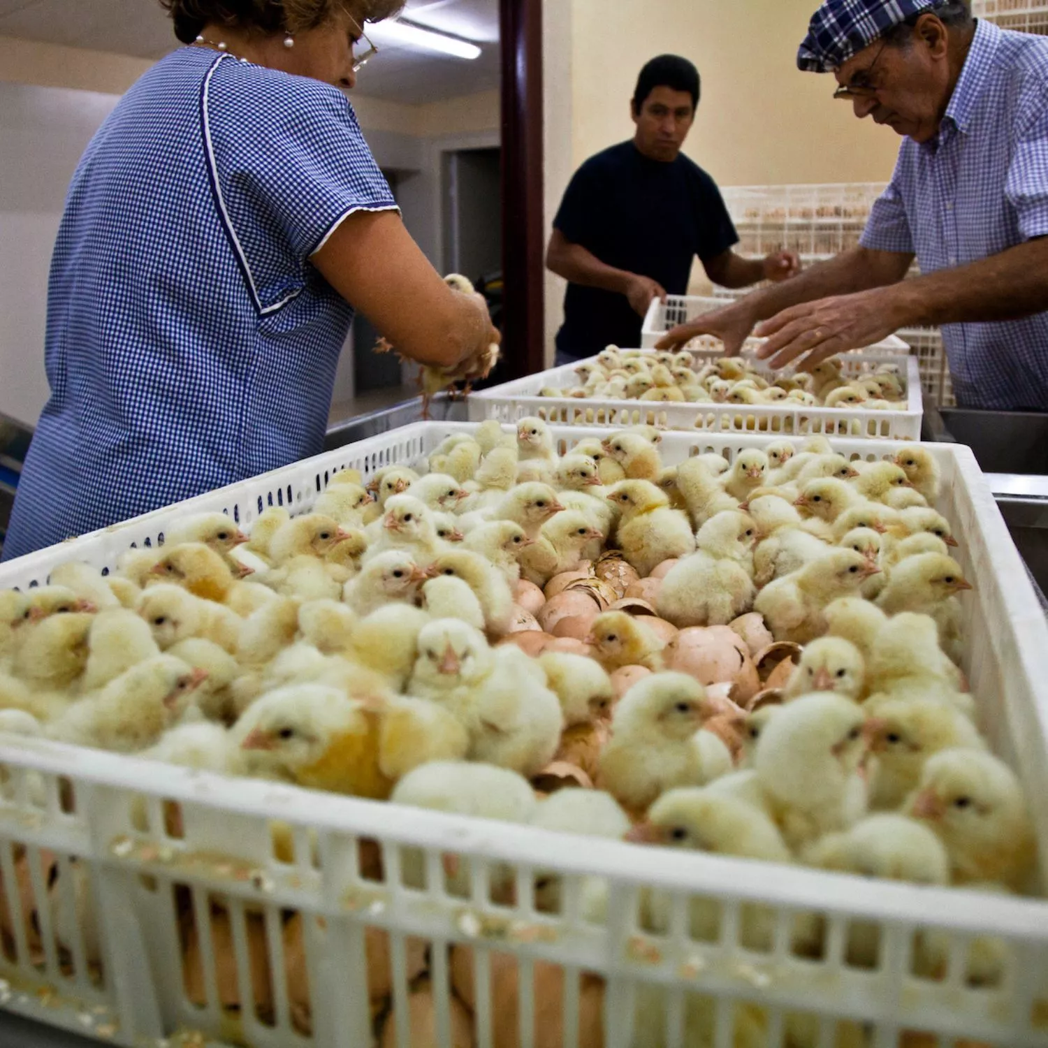 Por el fin de la matanza de pollitos 5