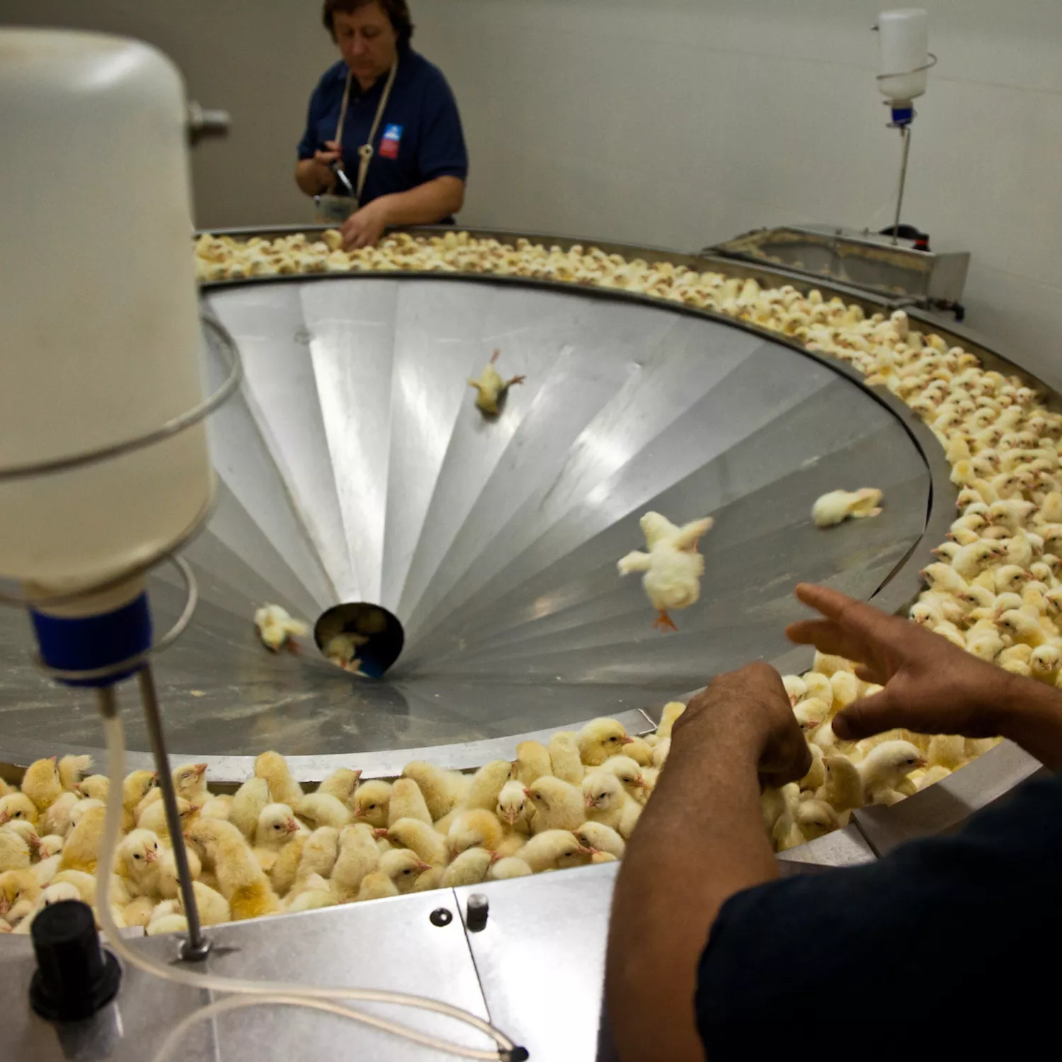 Por el fin de la matanza de pollitos 6