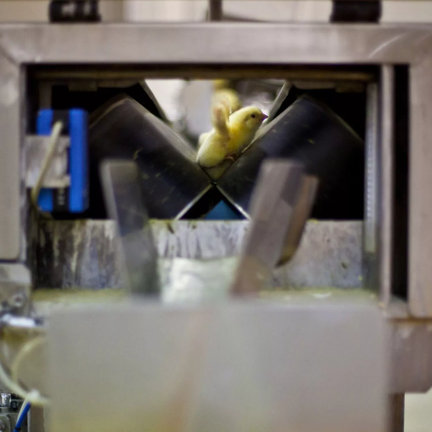 Por el fin de la matanza de pollitos 7