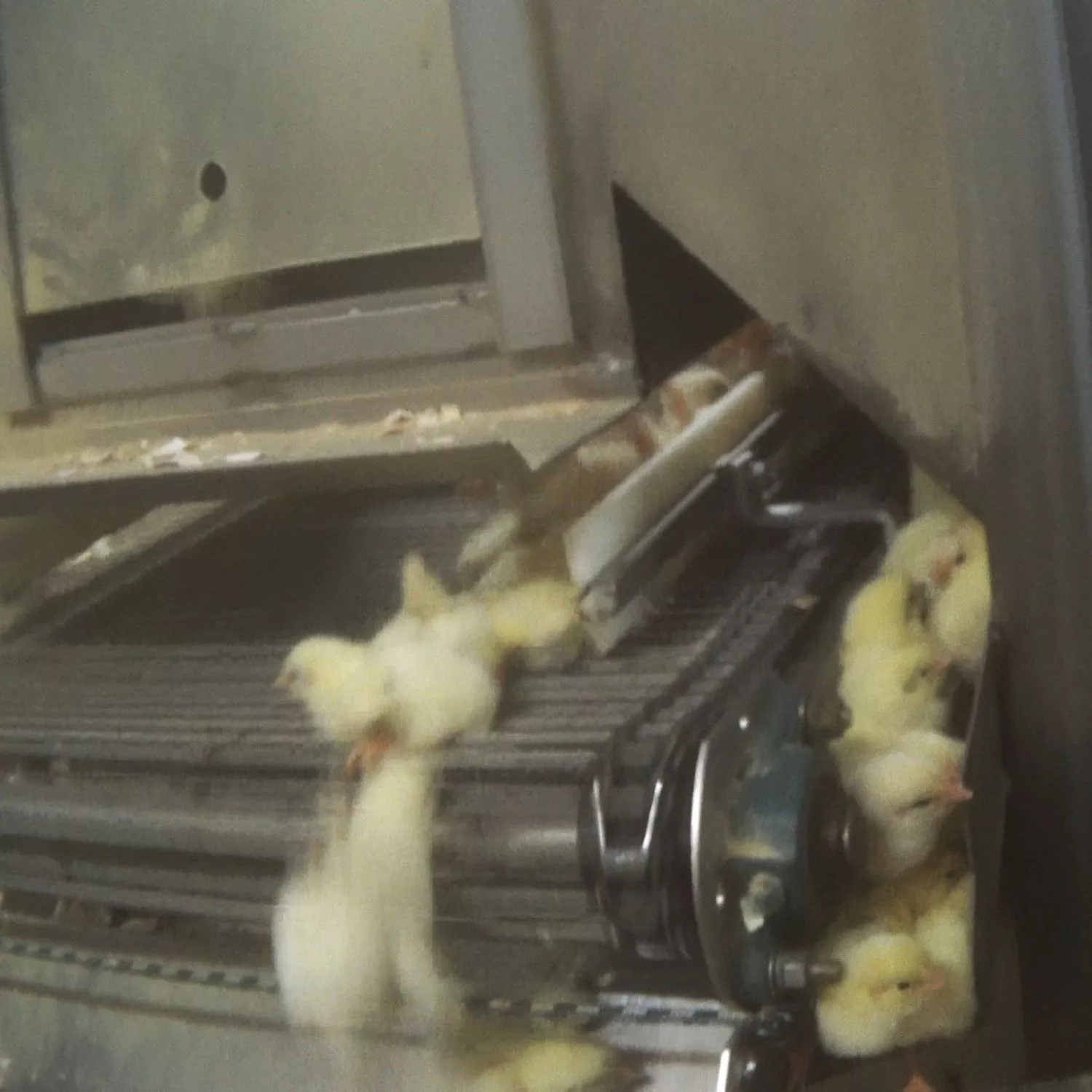 Por el fin de la matanza de pollitos 8