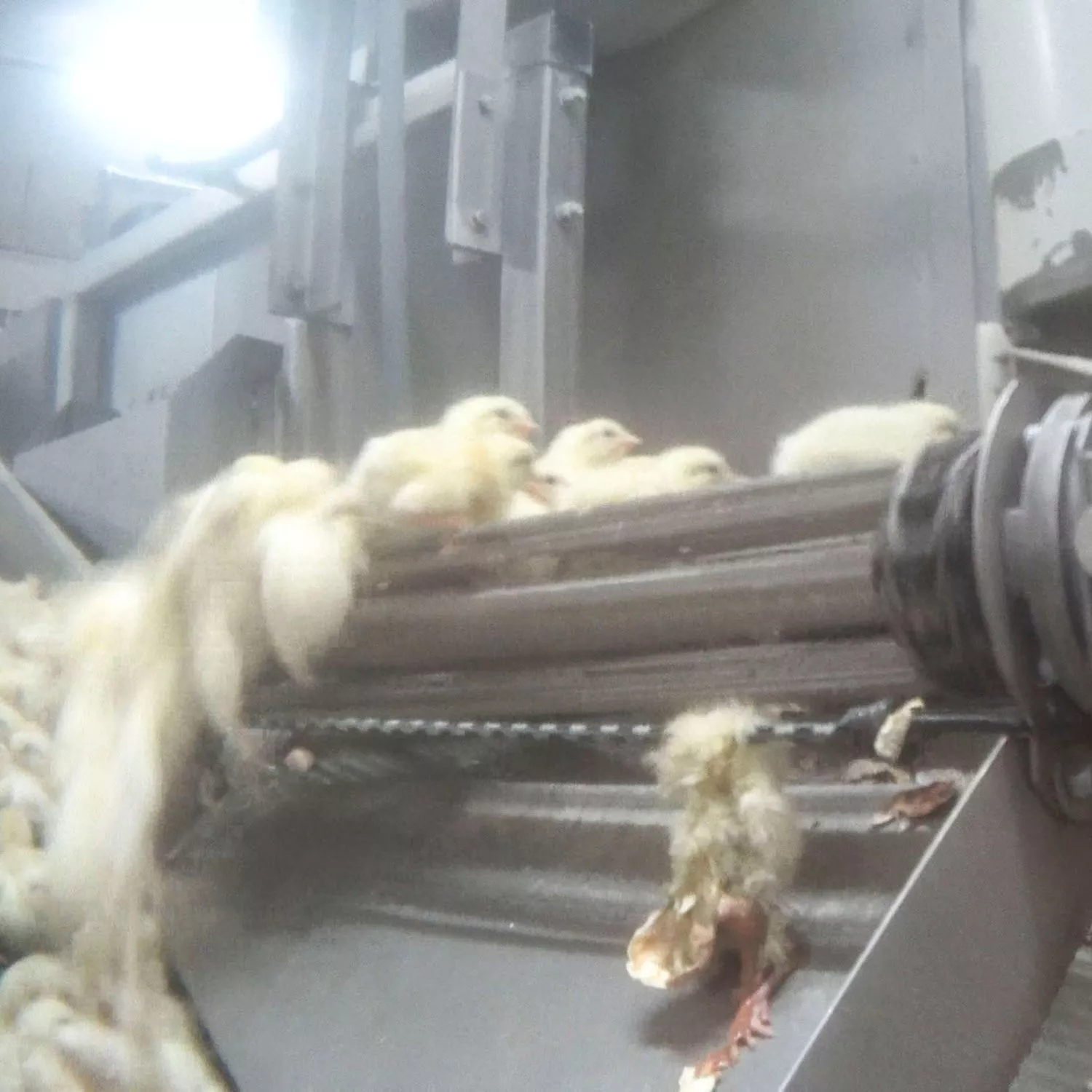 Por el fin de la matanza de pollitos 9