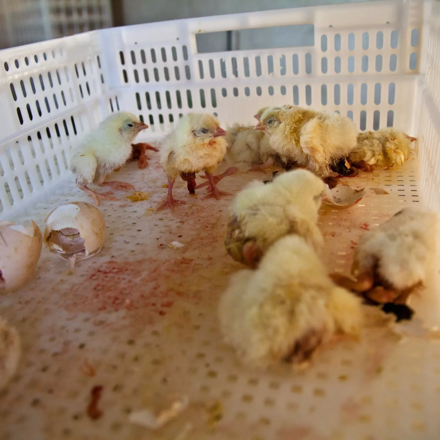 Por el fin de la matanza de pollitos 10